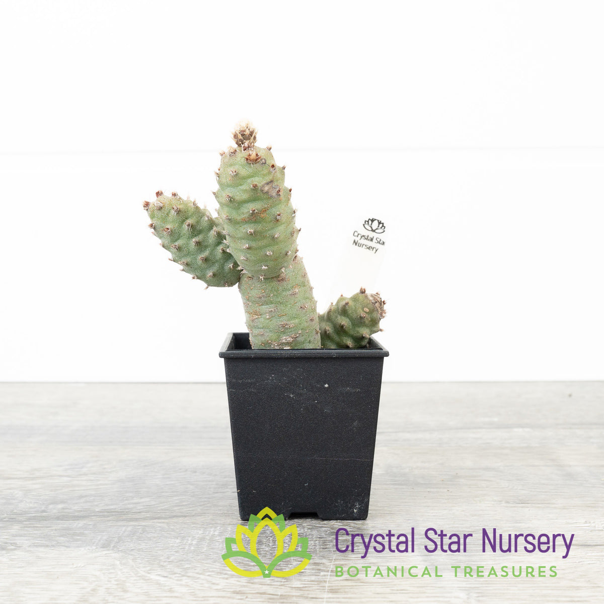 Tephrocactus Articulatus var. Strobiliformis