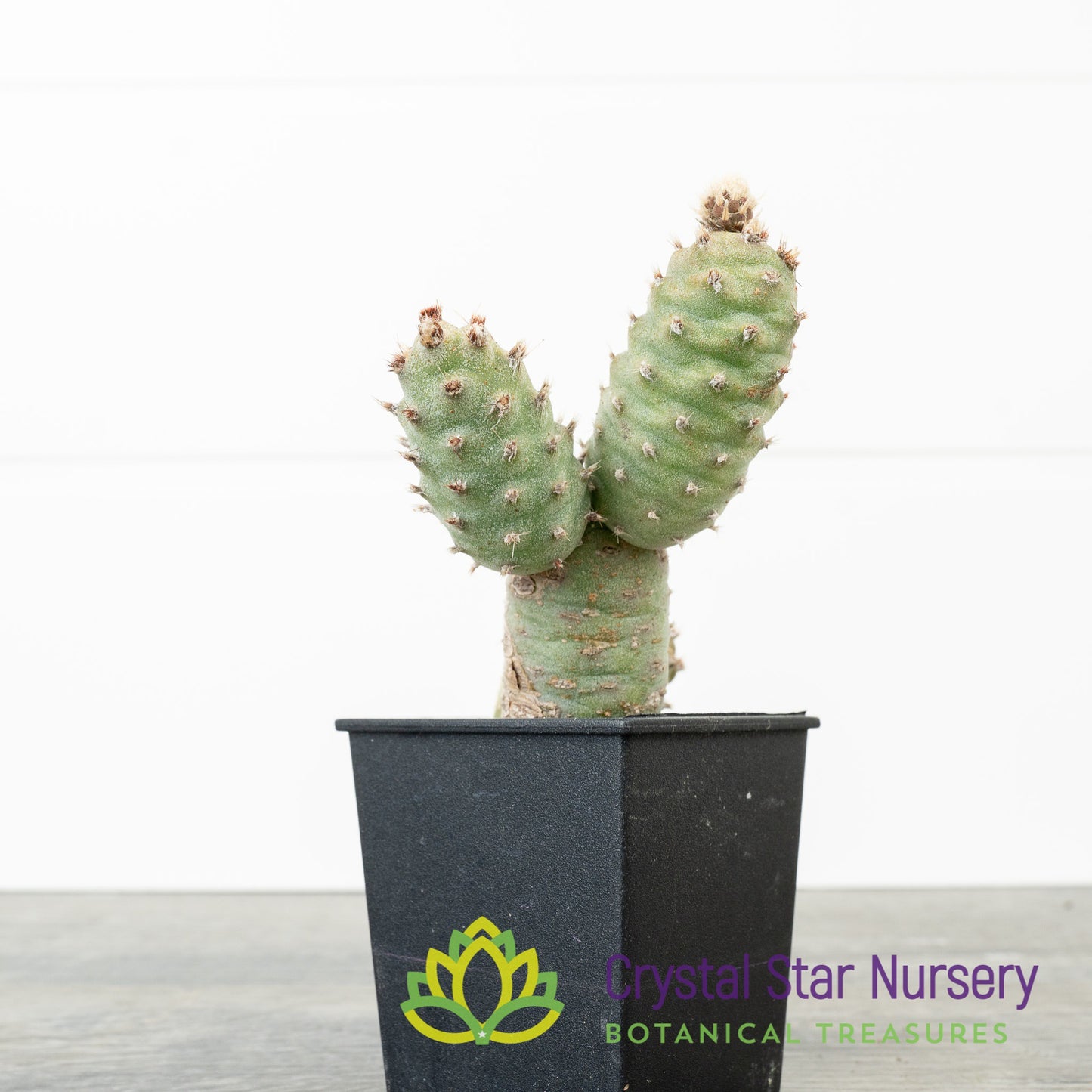 Tephrocactus articulatus var. strobiliformis