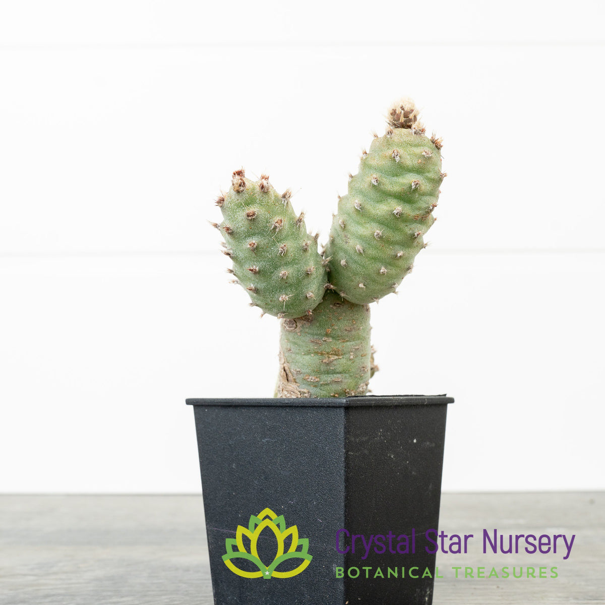 Tephrocactus Articulatus var. Strobiliformis