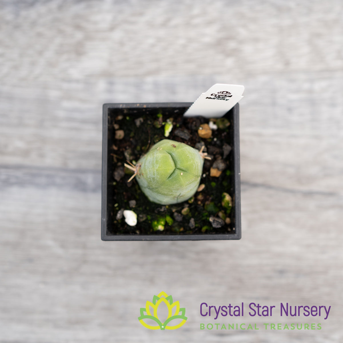 Trichocereus Bridgesii Monstrose