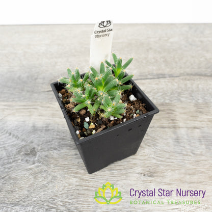 Trichodiadema densum