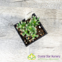Trichodiadema densum