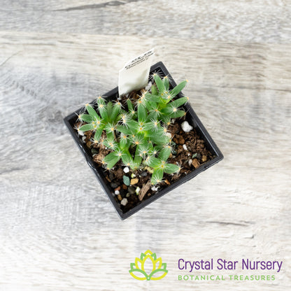 Trichodiadema densum