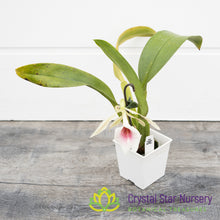 Trichopilia Elizabeth Ann 'Woodlands'