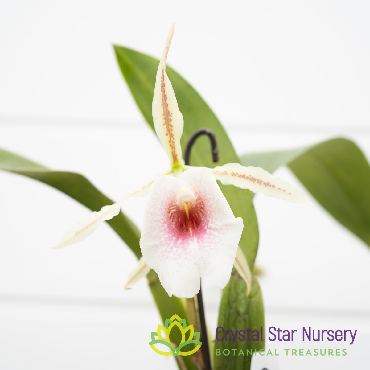 Trichopilia Elizabeth Ann &#39;Woodlands&#39;