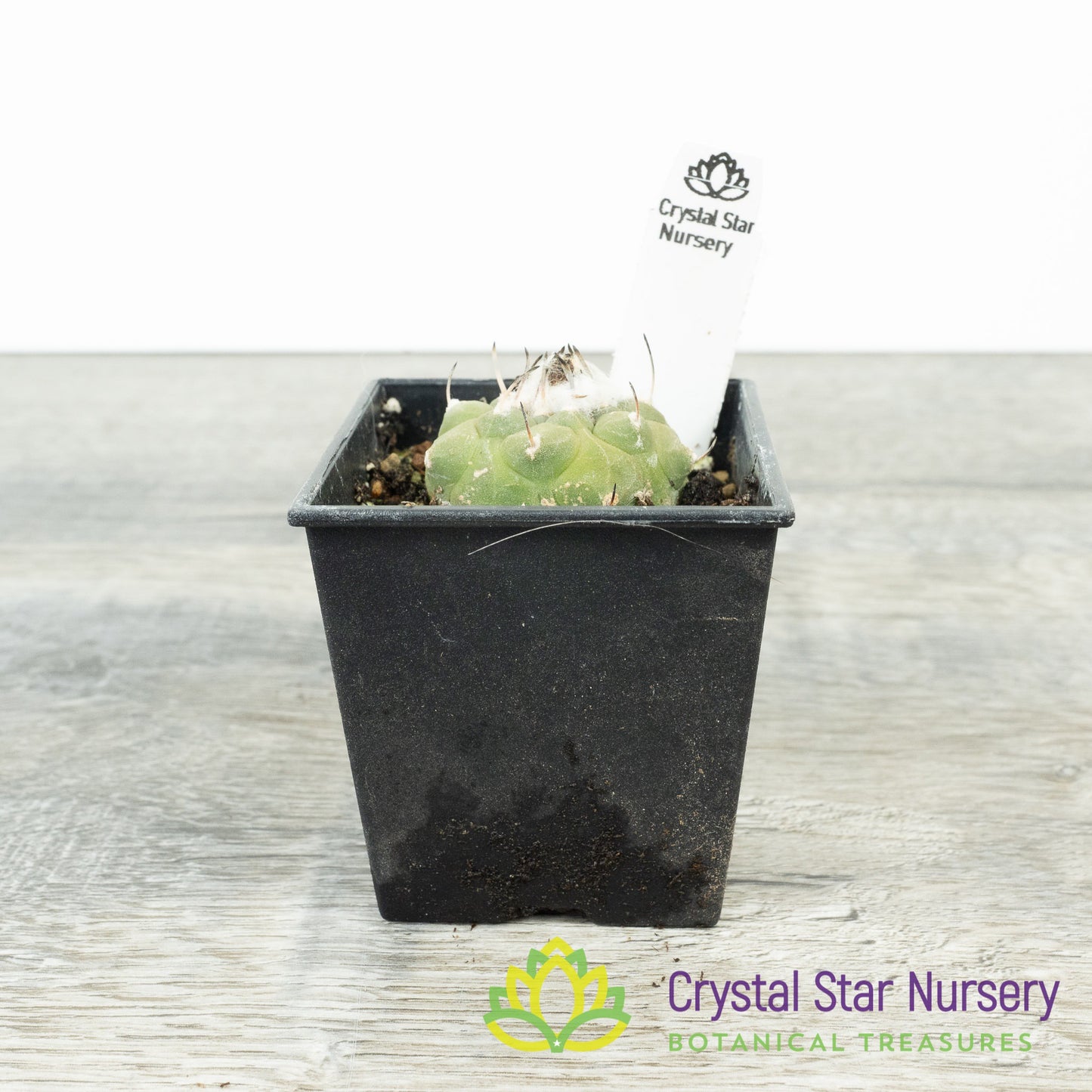 Turbinicarpus jauernigii