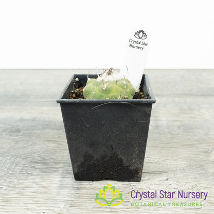 Turbinicarpus jauernigii