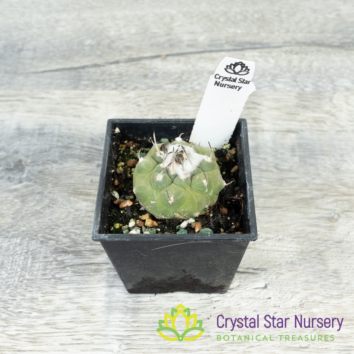 Turbinicarpus jauernigii