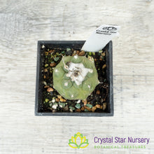 Turbinicarpus jauernigii