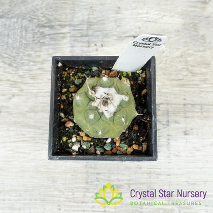 Turbinicarpus jauernigii