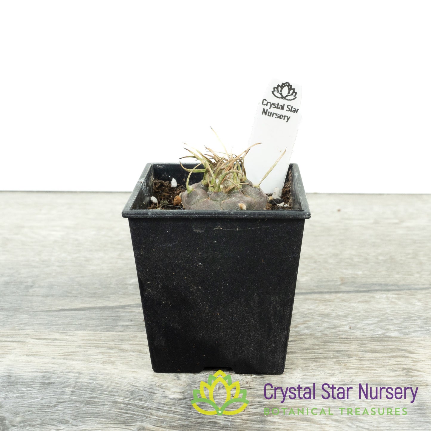 Turbinicarpus Polaskii