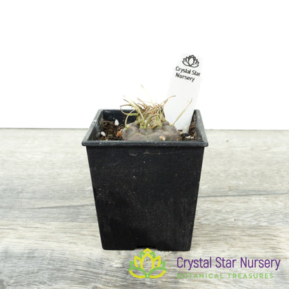 Turbinicarpus Polaskii