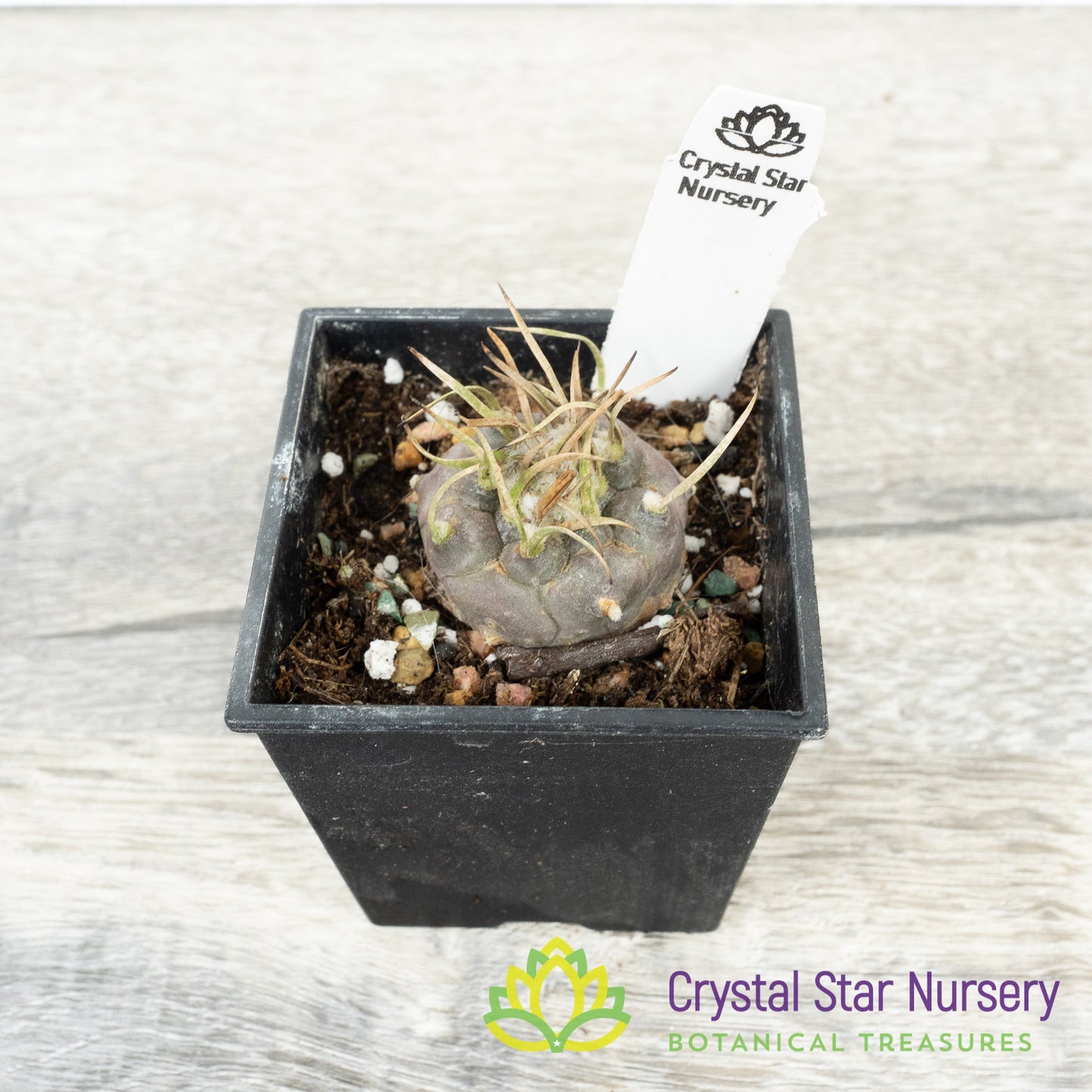 Turbinicarpus Polaskii