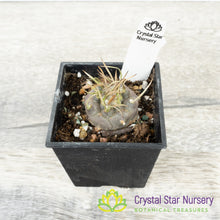Turbinicarpus Polaskii