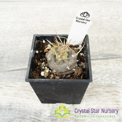 Turbinicarpus Polaskii