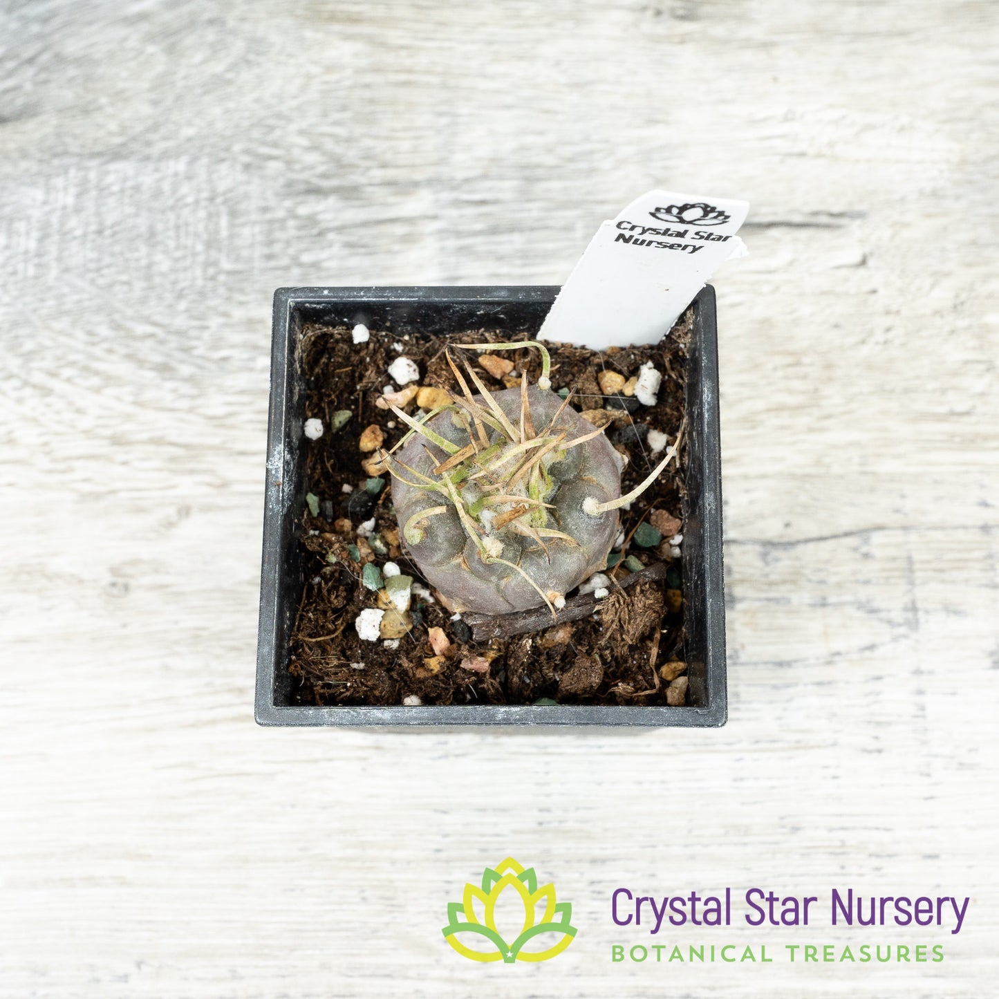 Turbinicarpus Polaskii