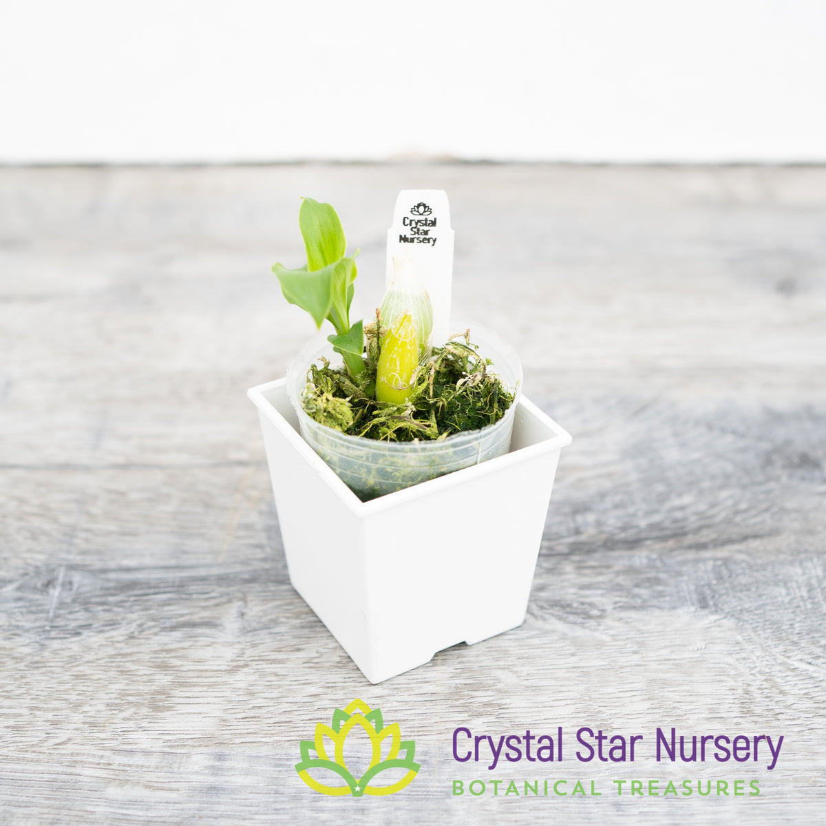 Catasetum Pileatum &#39;Jumbo Green Gold&#39; (CY8)