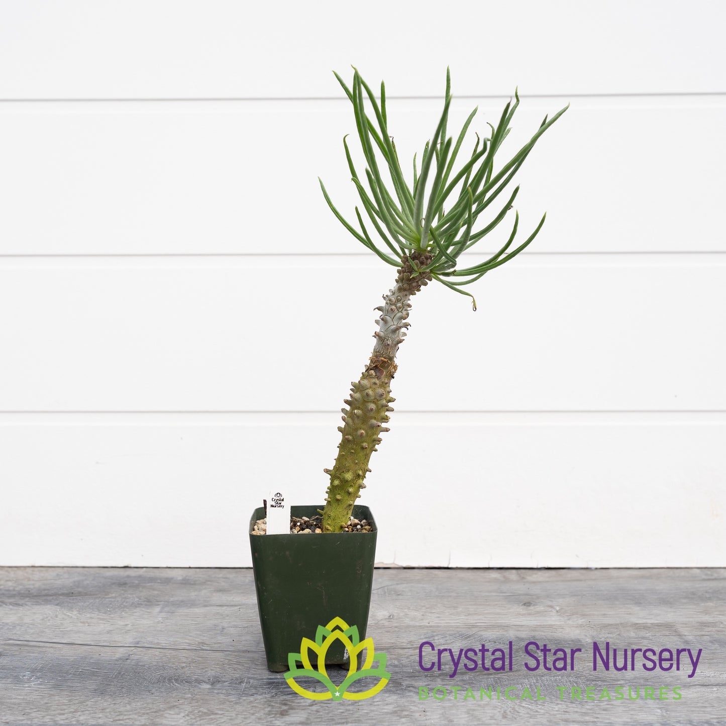 Tylecodon Wallichii
