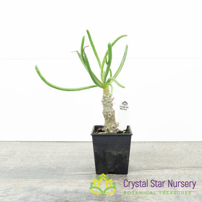Tylecodon Wallichii