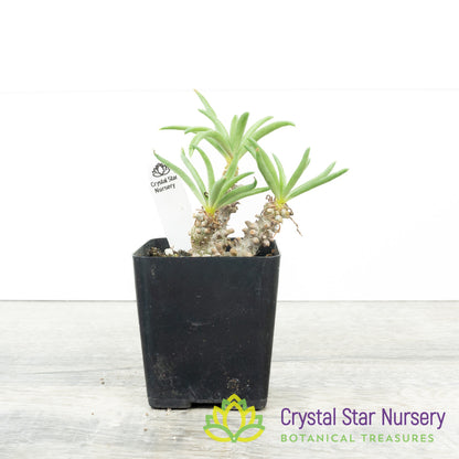 Tylecodon Wallichii