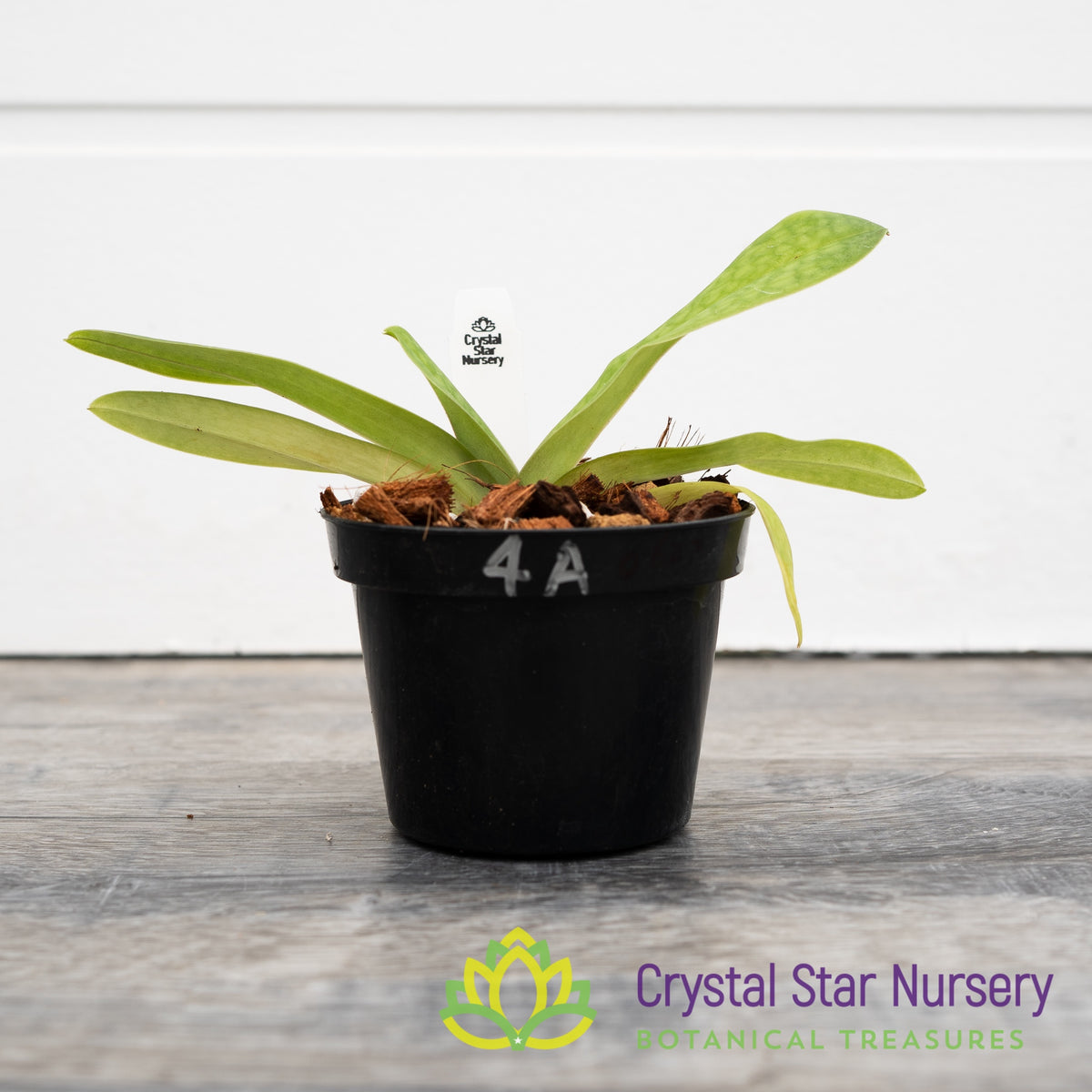 Paphiopedilum Iona (#4A)