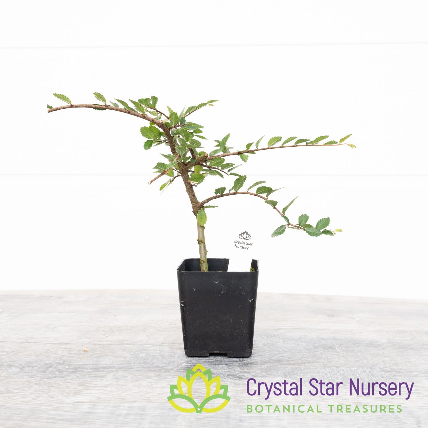 Ulmus parvifolia Pre Bonsai