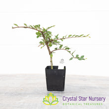 Ulmus parvifolia Pre Bonsai