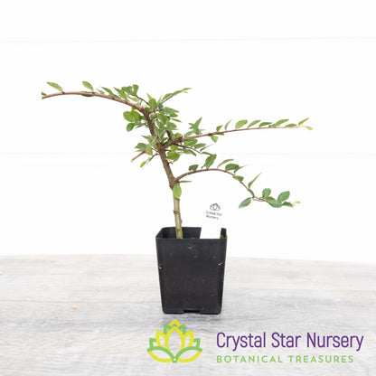 Ulmus parvifolia Pre Bonsai