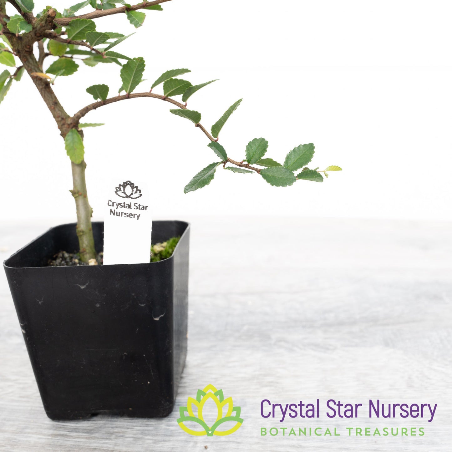 Ulmus parvifolia Pre Bonsai