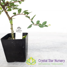 Ulmus parvifolia Pre Bonsai