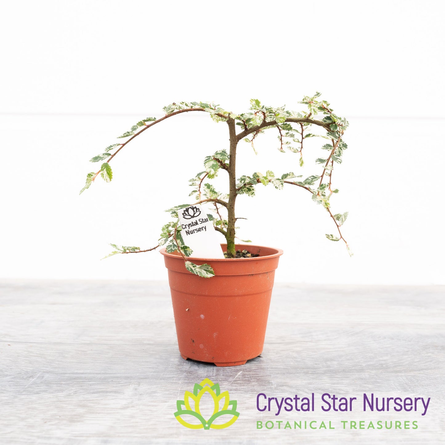 Ulmus parvifolia Variegated Pre-Bonsai
