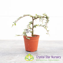 Ulmus parvifolia Variegated Pre-Bonsai