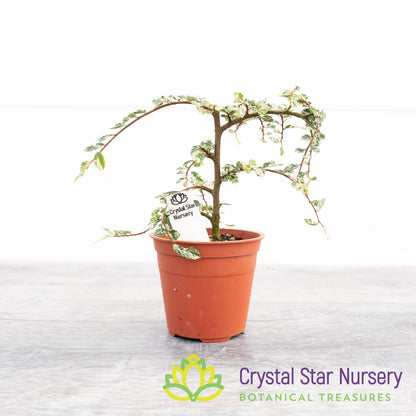 Ulmus parvifolia Variegated Pre-Bonsai
