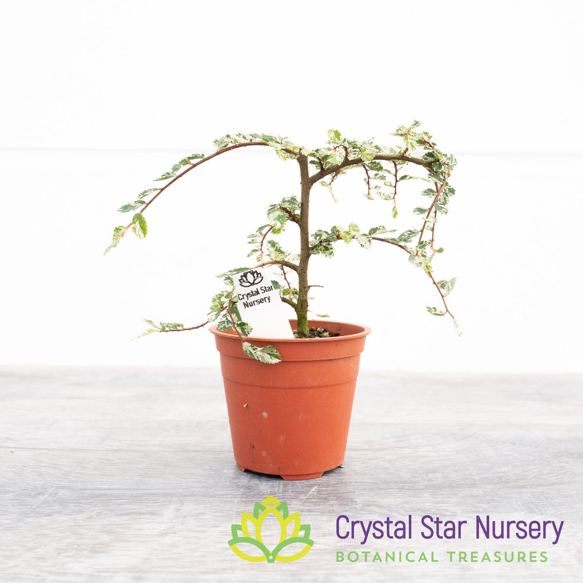 Ulmus Parvifolia Variegated Pre-Bonsai