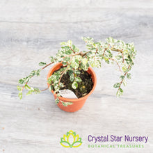 Ulmus parvifolia Variegated Pre-Bonsai