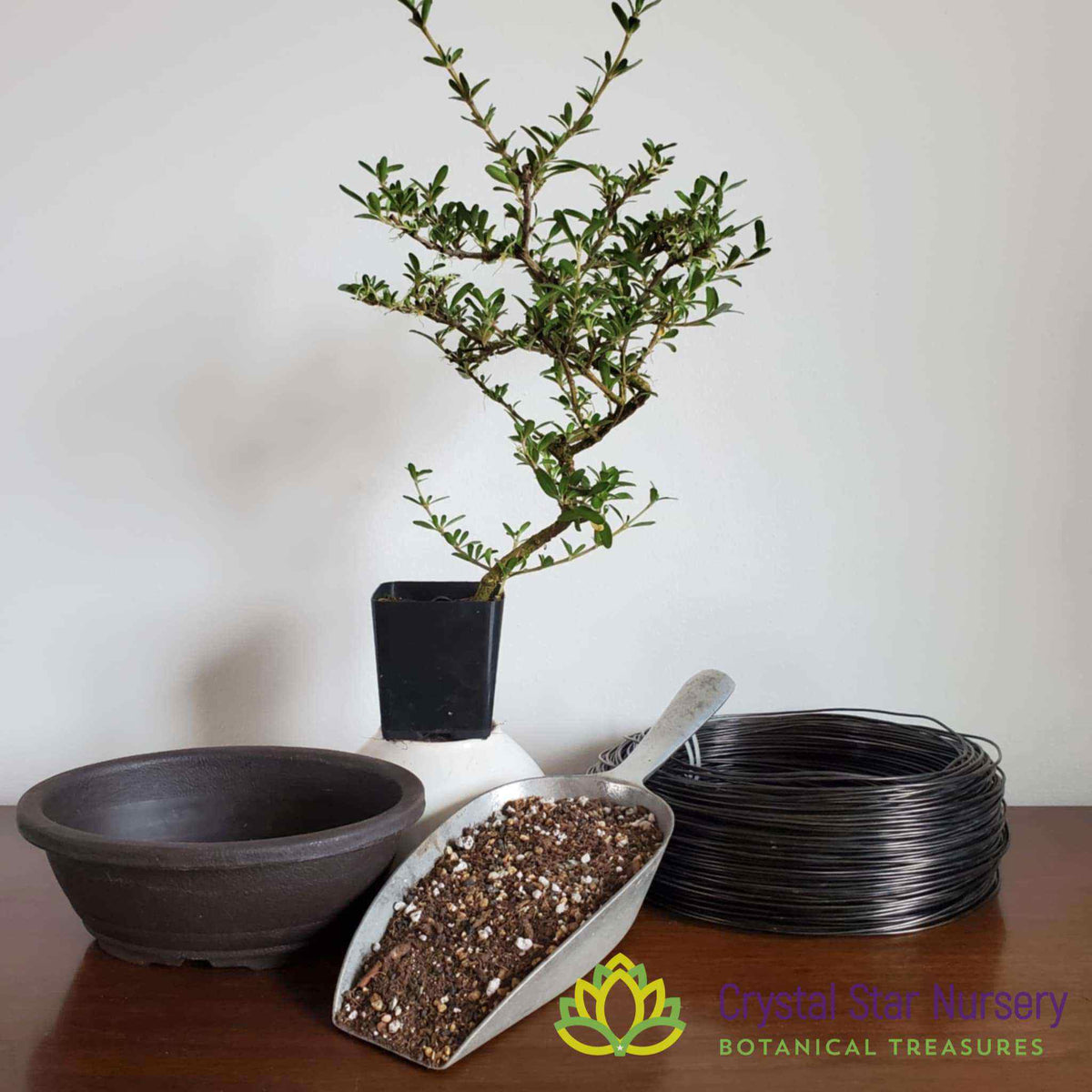 Intro to the Art of Bonsai Workshop with Mike at CSN