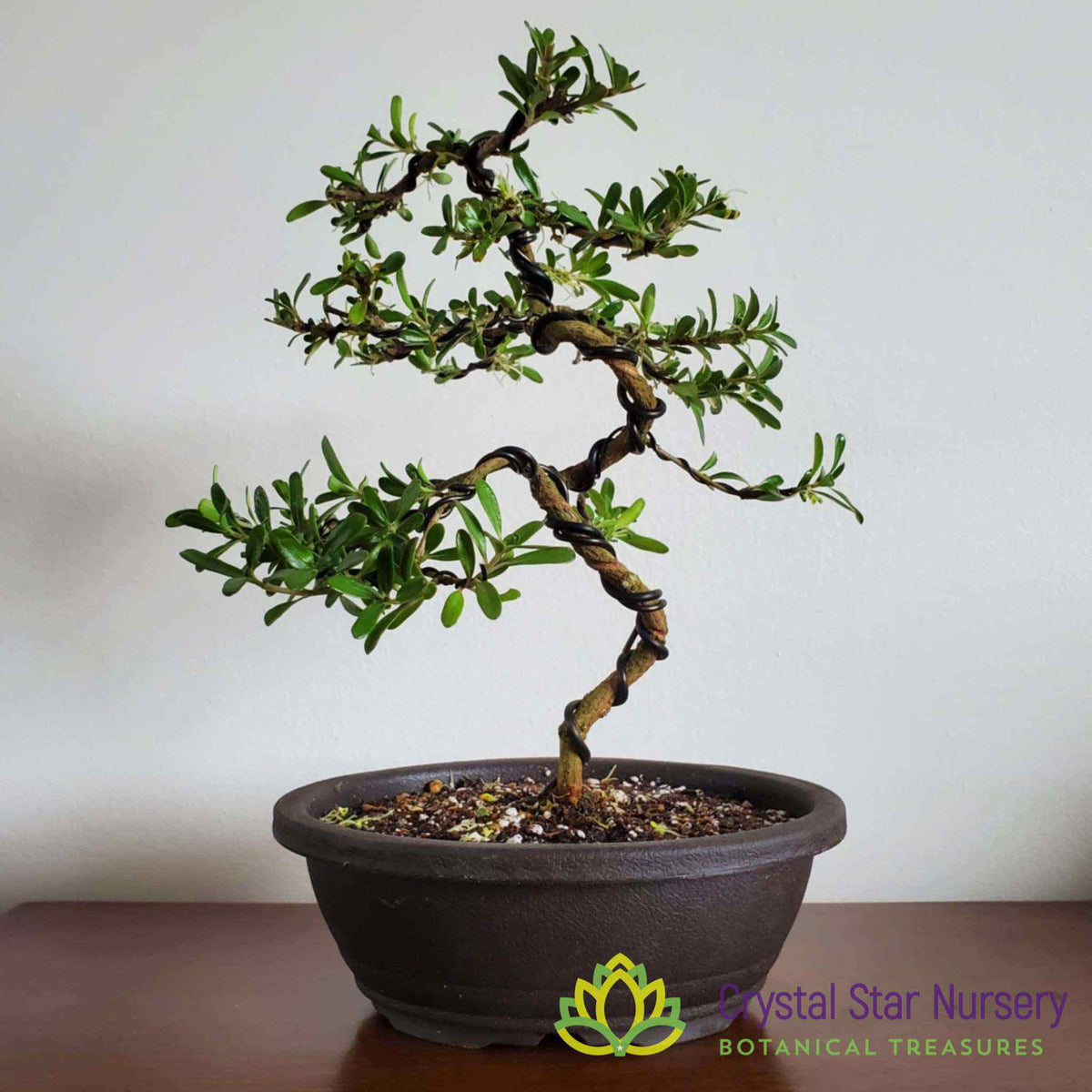 Intro to the Art of Bonsai Workshop with Mike at CSN