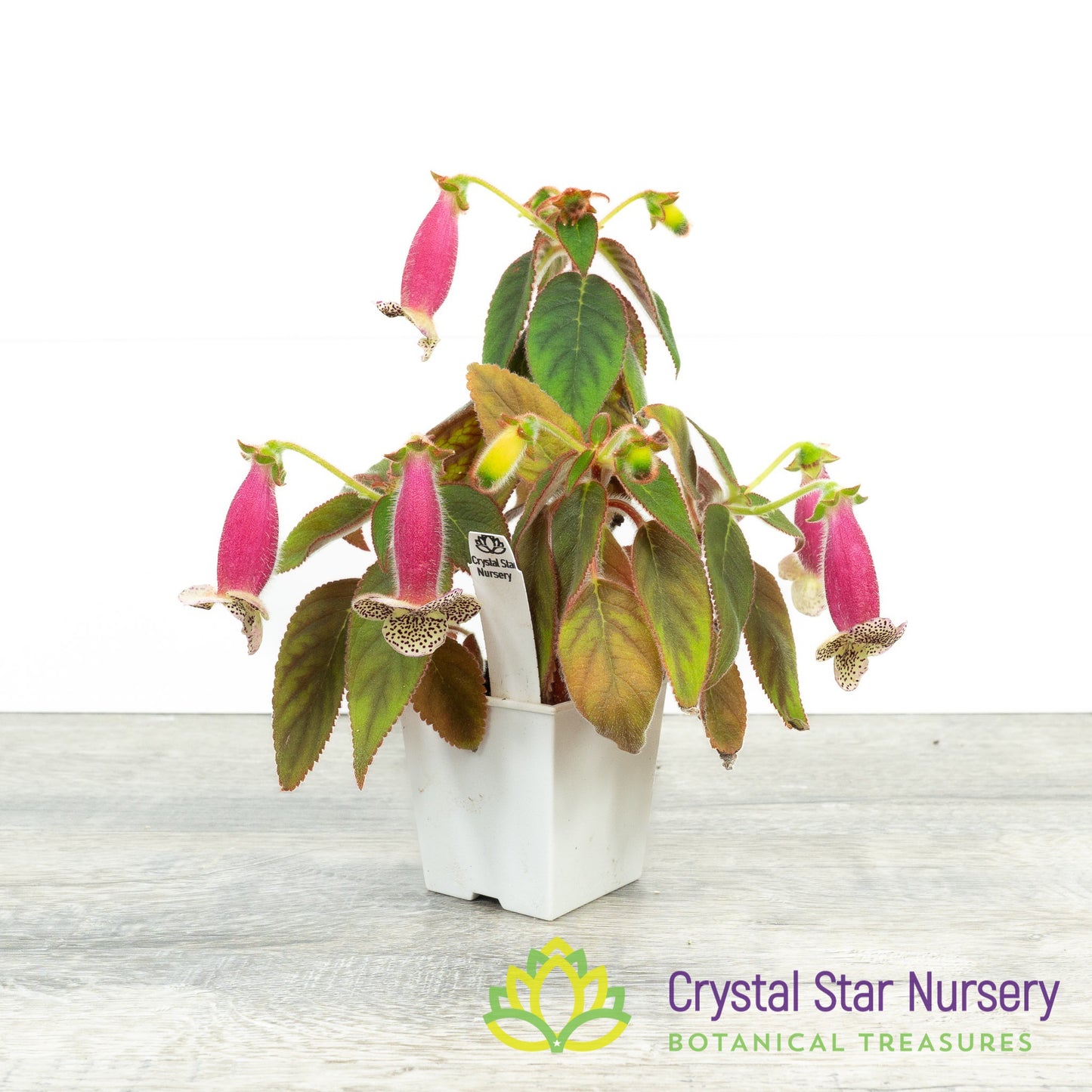 Kohleria warszewiczii