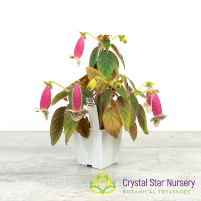 Kohleria warszewiczii