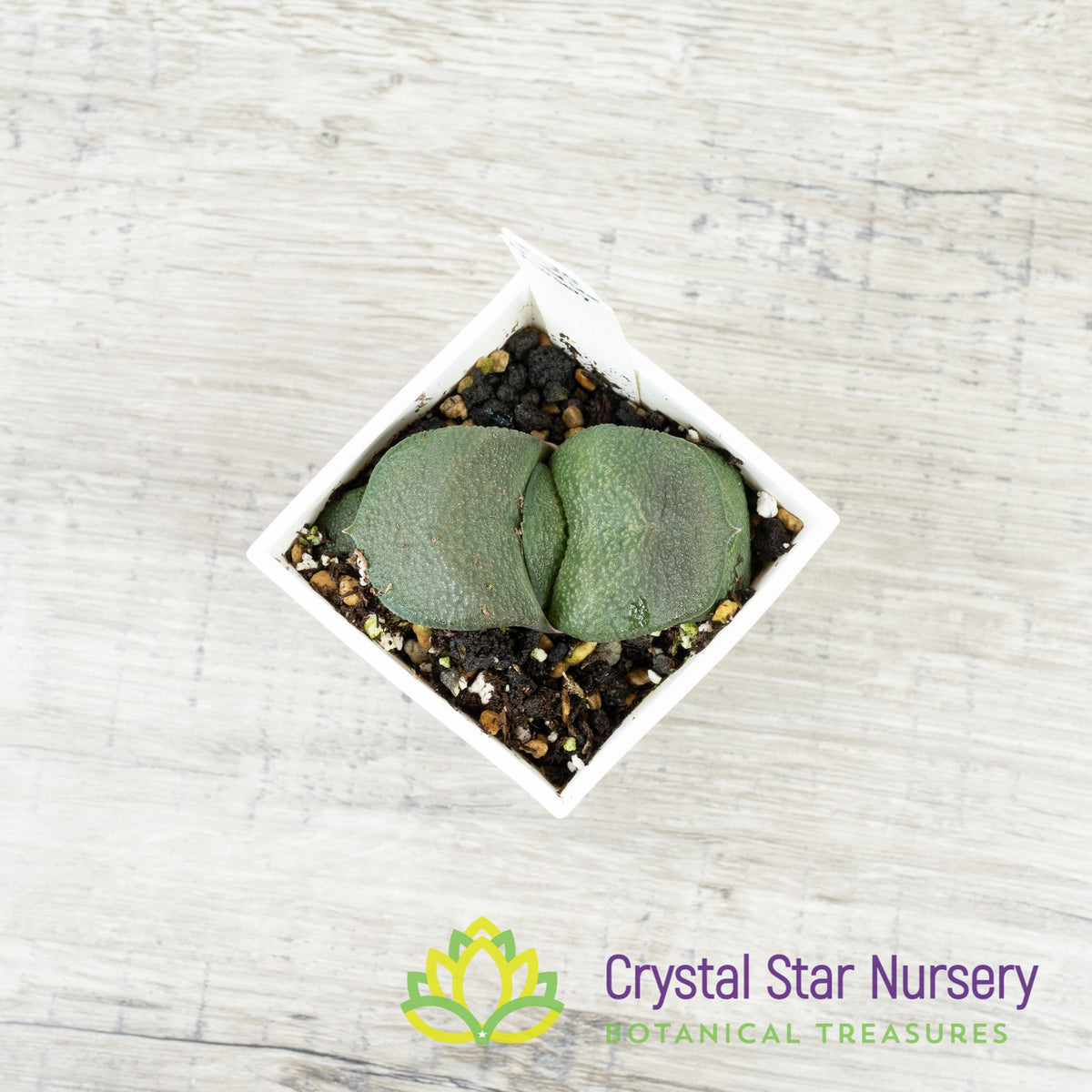 Gasteria Armstrongii