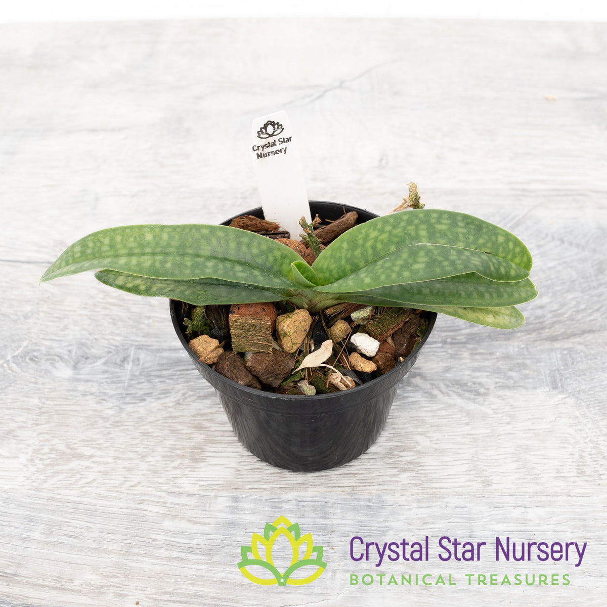 Paphiopedilum Wossner China Moon (1C)