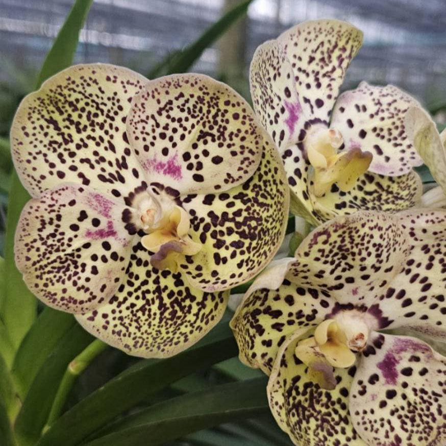 Vanda Varut Leopard x Kulwadee Fragrance