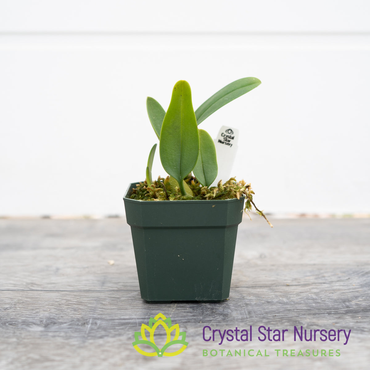 Bulbophyllum Pleurocrepis (24)