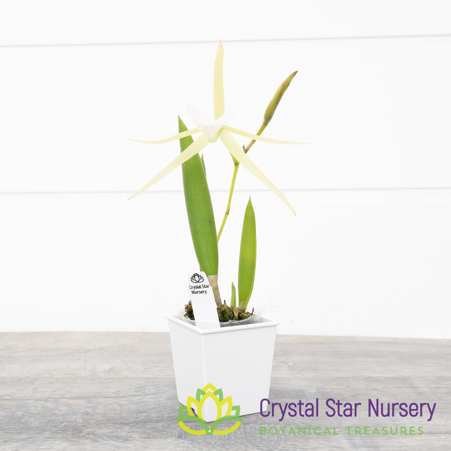 Brassavola Nodosa 4N x Nodosa '24088' (6337)