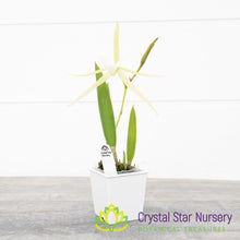 Brassavola Nodosa 4N x Nodosa '24088' (6337)