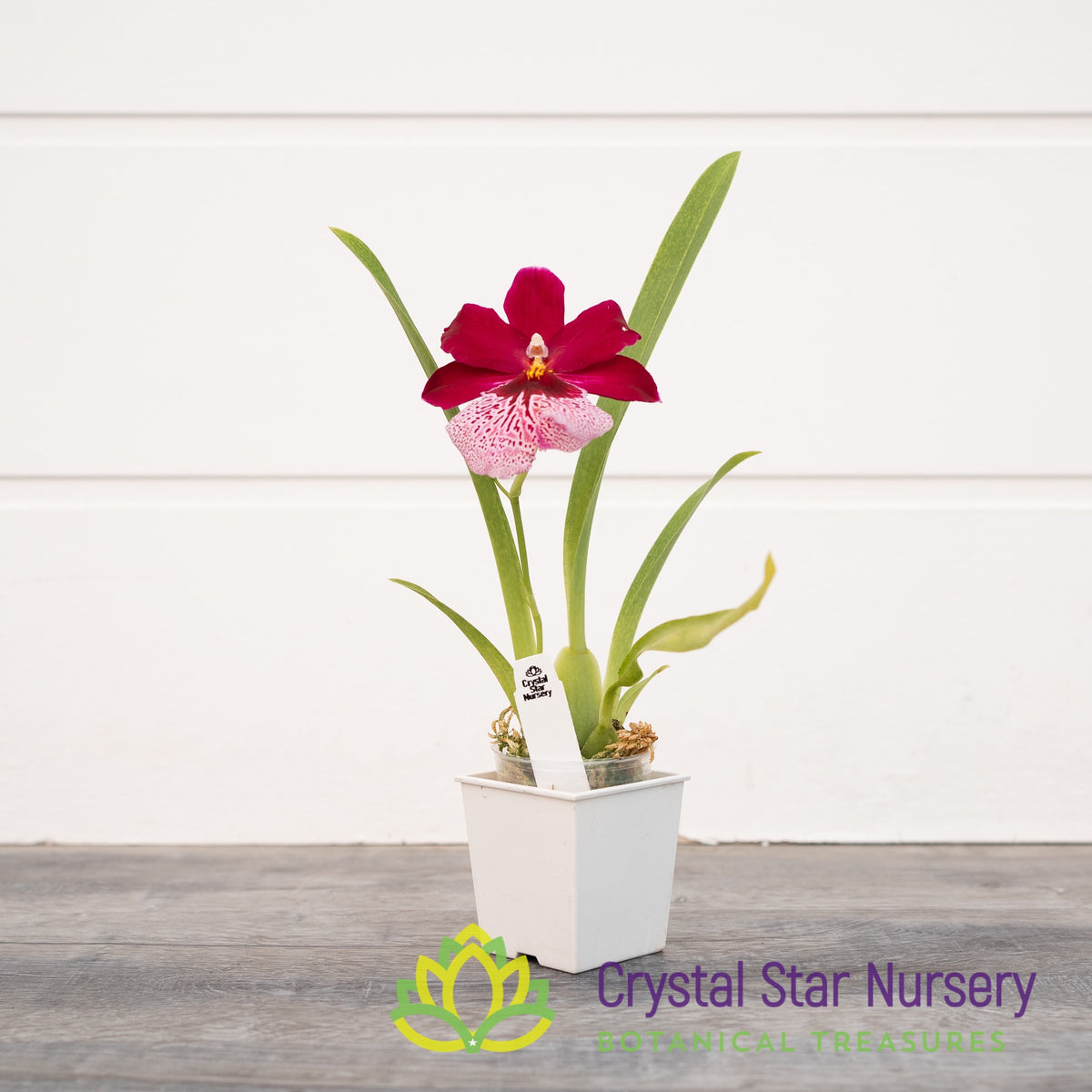 Oncidopsis Onolicious ‘Vivid’ (H971)