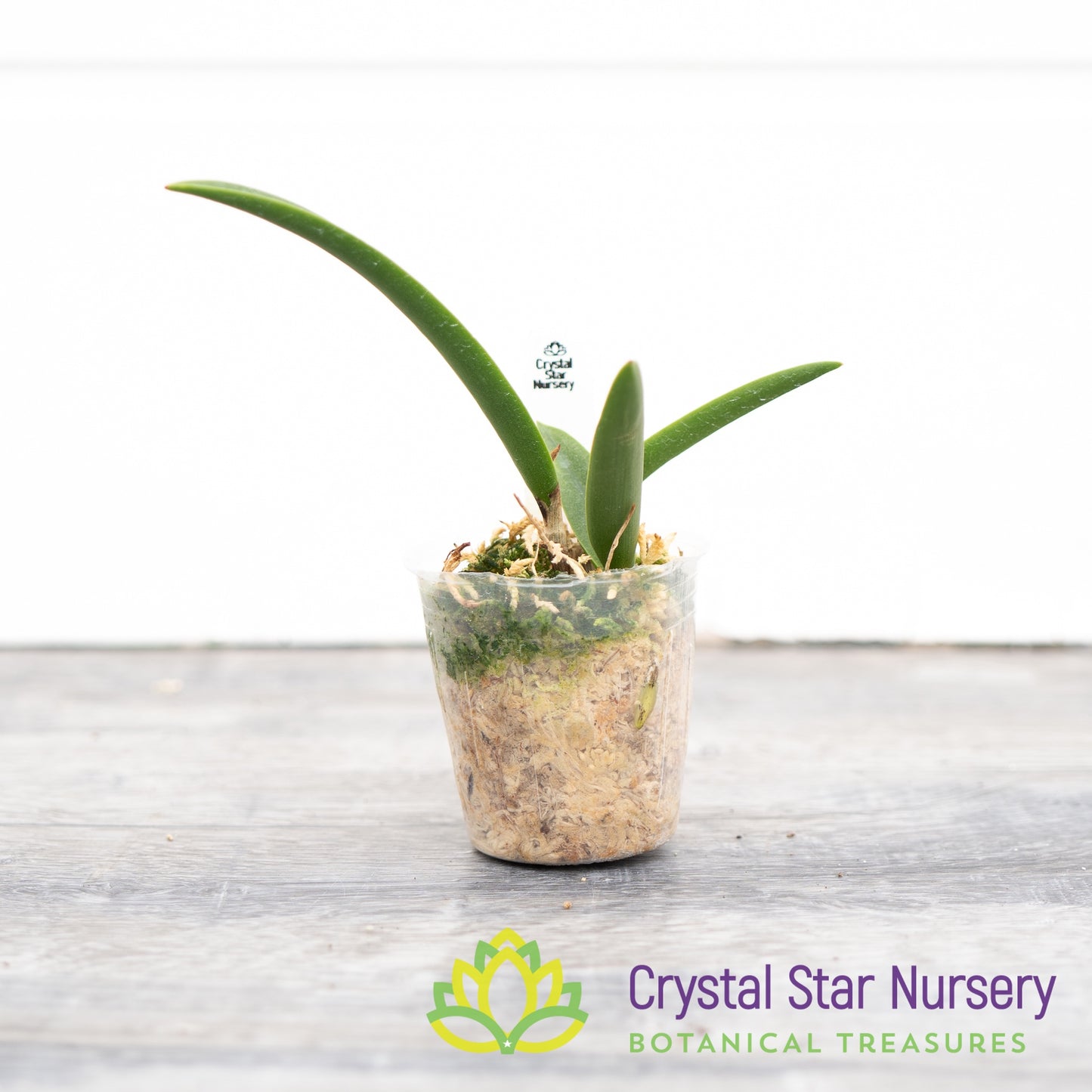 Brassocattleya Gulfshore's Beauty (M464)
