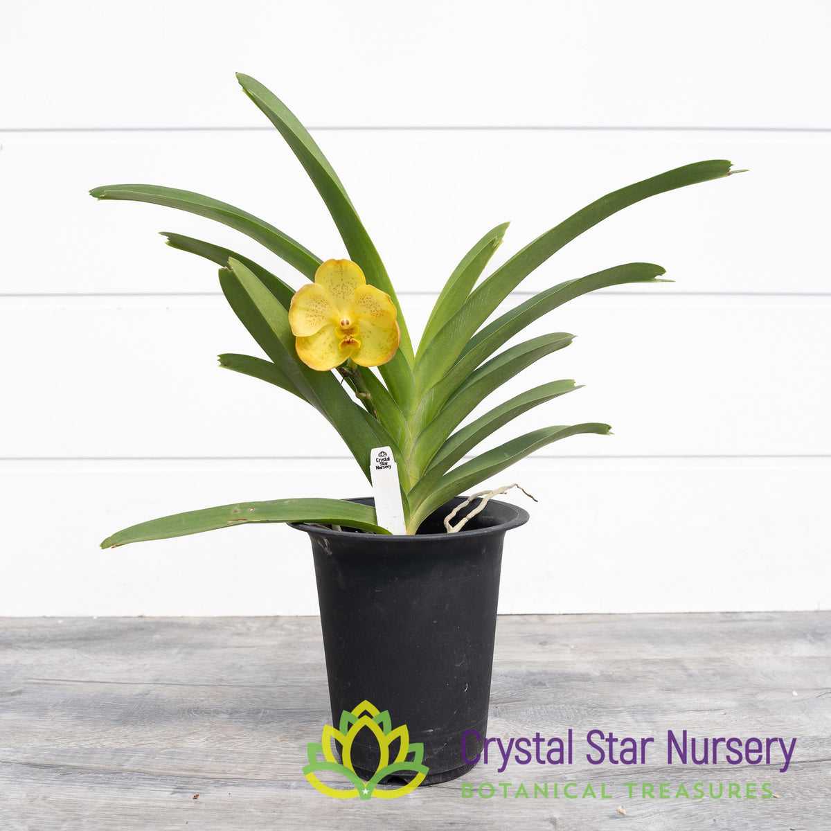 Vanda Boonyarit Pastel