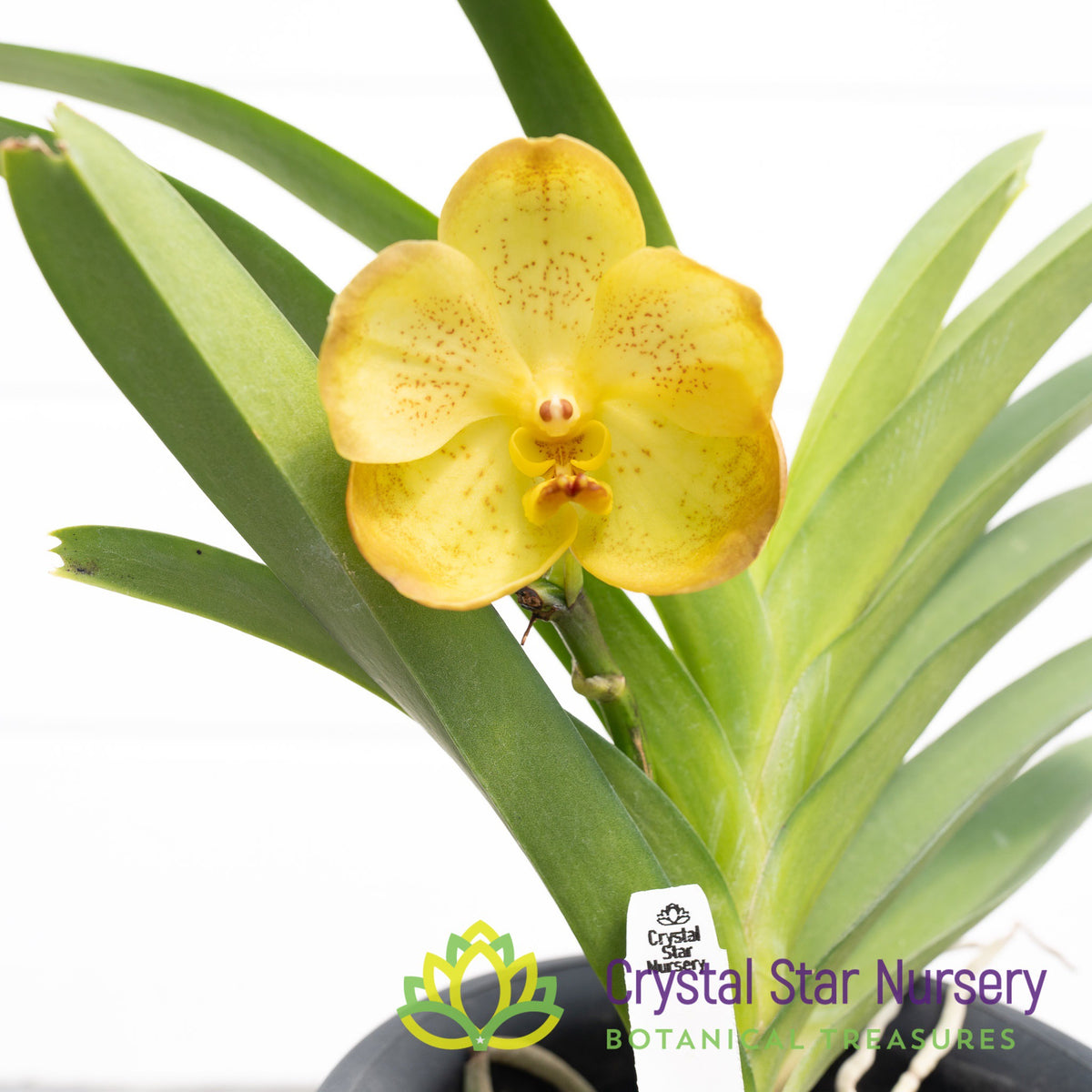 Vanda Boonyarit Pastel