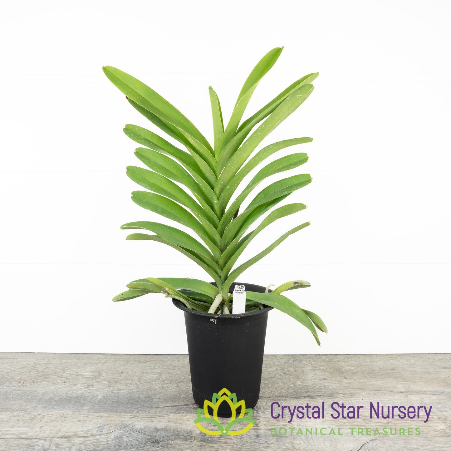 Vanda coerulea hybrid 'Blue' (PRB322 x PRB320)